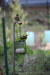 IMG_6469 grossbeak and tanager on suet