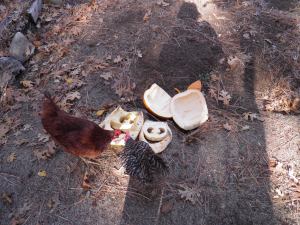 OLYMPUS DIGITAL CAMERA